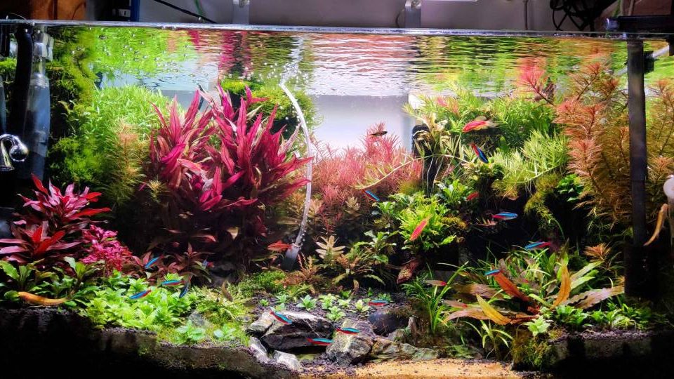 Planted aquarium with tropical ornamental fish